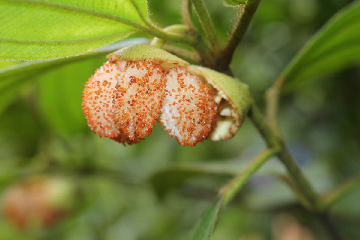 Melastoma sp.